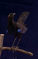 藏品(臺灣紫嘯鶇)的圖片